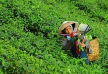 Farmworkers in coffee are having a tough time